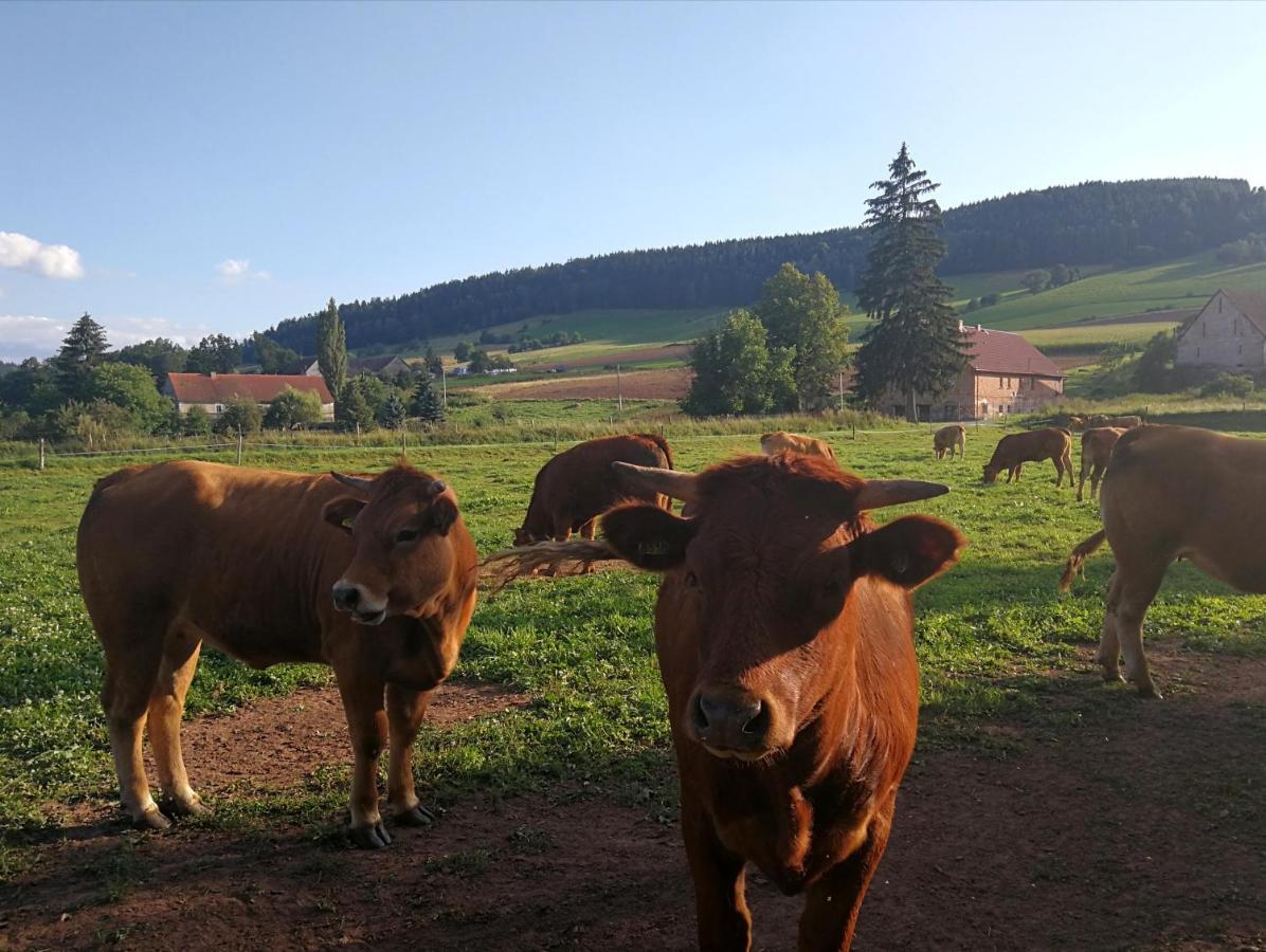 Agroturystyka "U Kasi" Scinawka Gorna Exterior photo